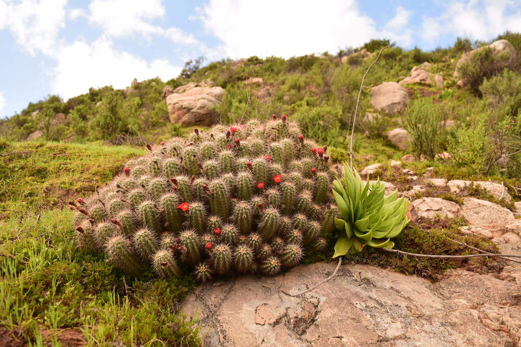 Echinocereus pacificus