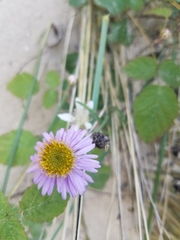 Erigeron blochmaniae