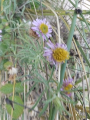 Erigeron blochmaniae
