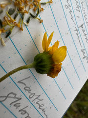 Lasthenia glabrata, photograph (c) Kyle Elshoff, some rights reserved (CC BY)
