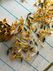 Lasthenia glabrata, photograph (c) Kyle Elshoff, some rights reserved (CC BY)