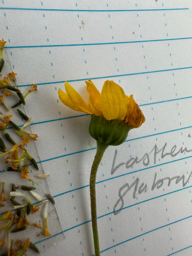 Lasthenia glabrata, photograph 6