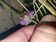 Erigeron blochmaniae