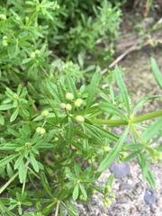 Galium aparine