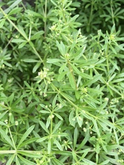 Galium aparine