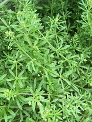Galium aparine