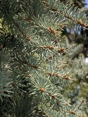 Cedrus