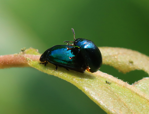 Willow Leaf Beetle