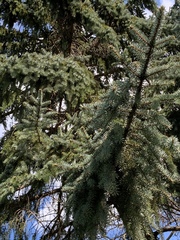 Cedrus