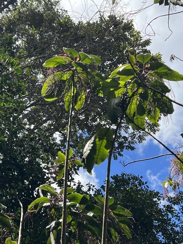 Charpentiera elliptica observed 2025-09-19