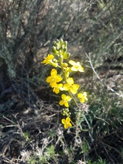 Erysimum suffrutescens
