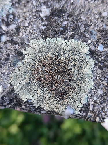 Stonewall Rim Lichen