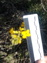 Erysimum suffrutescens