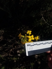 Erysimum suffrutescens