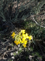 Erysimum suffrutescens