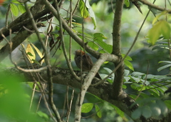 Pycnonotus zeylanicus