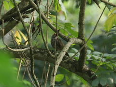 Pycnonotus zeylanicus