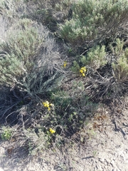 Erysimum suffrutescens