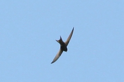 Apus apus (Linnaeus, 1758)