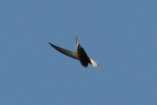 Apus apus (Linnaeus, 1758)