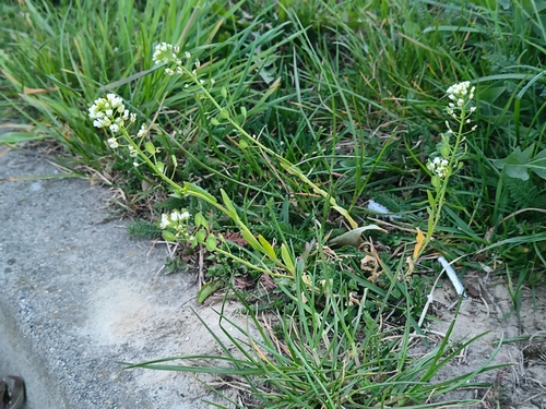 field penny-cress