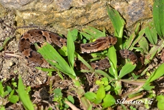 Xenodon rabdocephalus