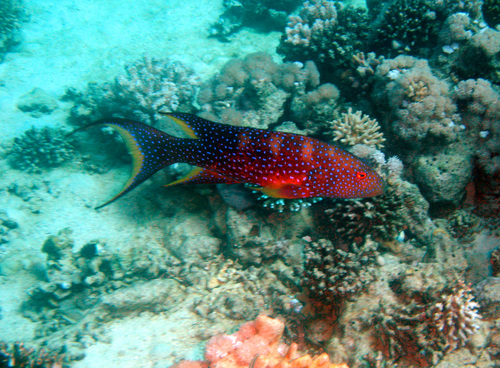 Yellow-edged lyretail (Variola louti) — Serranidae — 2