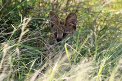 Leptailurus serval serval