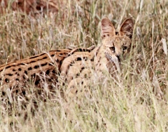 Leptailurus serval serval