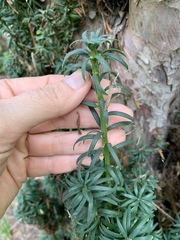 Taxaceae