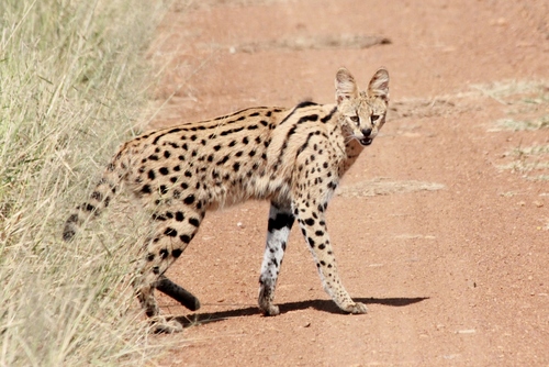 Serval