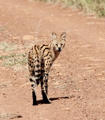 Leptailurus serval serval