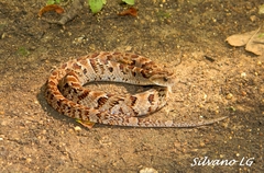 Xenodon rabdocephalus