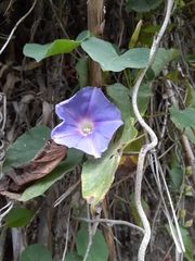 Ipomoea clavata