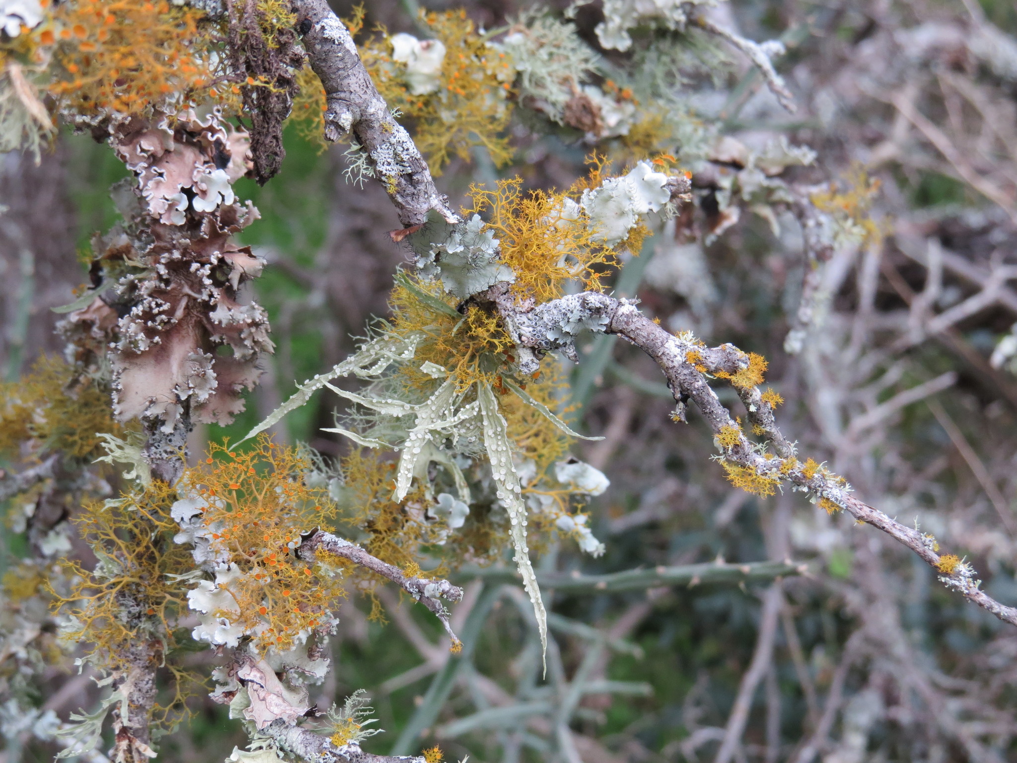 Ramalinaceae image