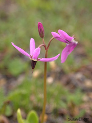 Primula frigida