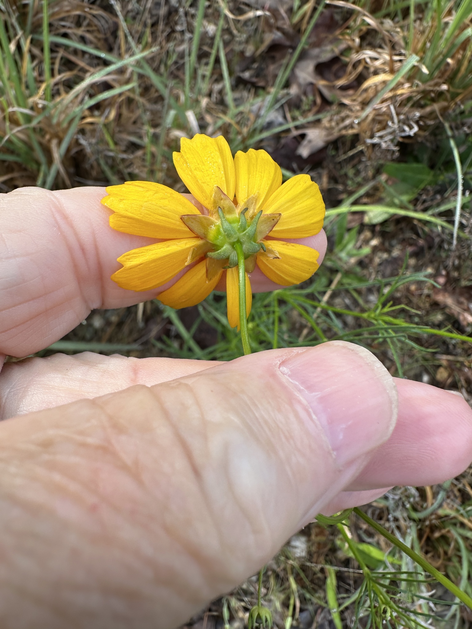 Imagem de coreopsis
