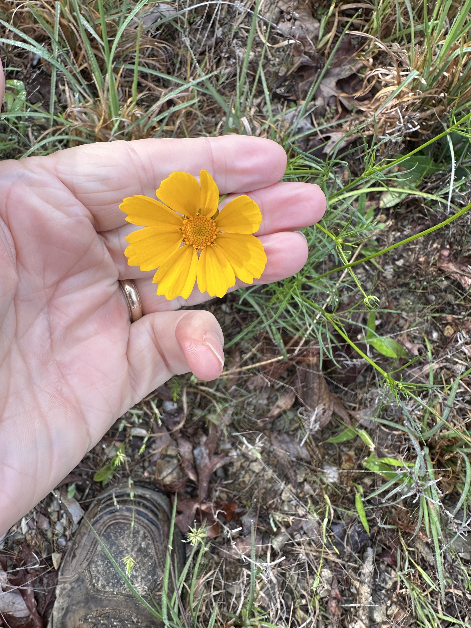 Imagem de coreopsis
