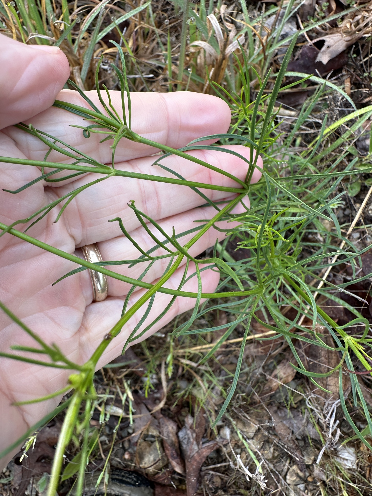 Imagem de coreopsis