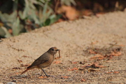 Black Redstart