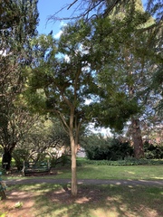 Podocarpus macrocarpus