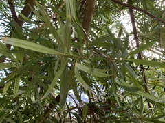 Podocarpus macrocarpus