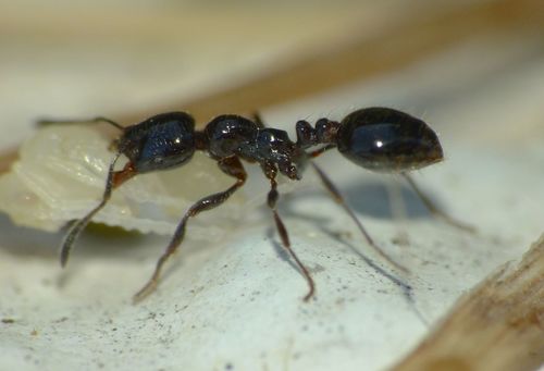 Southern Ant (Chelaner antarcticus) · iNaturalist NZ