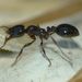 Southern Ant - Photo (c) Steve Kerr, some rights reserved (CC BY), uploaded by Steve Kerr