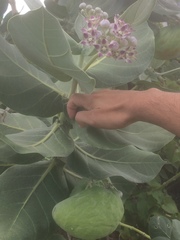 Calotropis procera