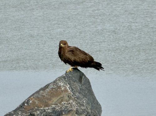 Yellow-billed Kite