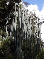 Trichocereus macrogonus