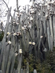 Trichocereus macrogonus