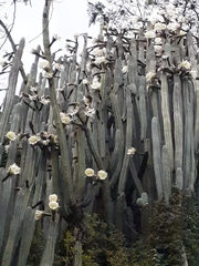 Trichocereus macrogonus