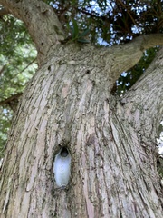 Podocarpus macrocarpus